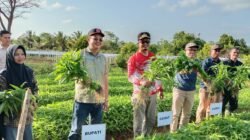 Panen Raya di Teluk Limau, Markus Siap Bantu Distribusi Hasil Pertanian
