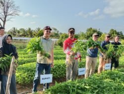 Panen Raya di Teluk Limau, Markus Siap Bantu Distribusi Hasil Pertanian